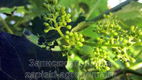 Схема обработки винограда осенью и весной от болезней и вредителей