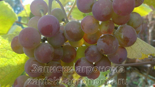 Схема обработки винограда осенью и весной от болезней и вредителей, борьба с грибковыми заболеваниями на винограде