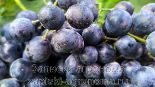 Схема обработки винограда осенью и весной от болезней и вредителей, созревшая гроздь винограда