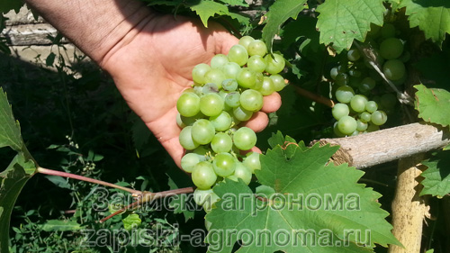 Виноградная гроздь на ладони садовода