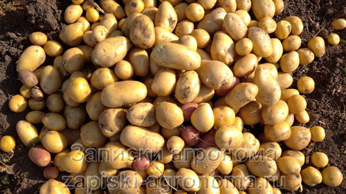 Увеличьте урожай картофеля в открытом грунте в два раза