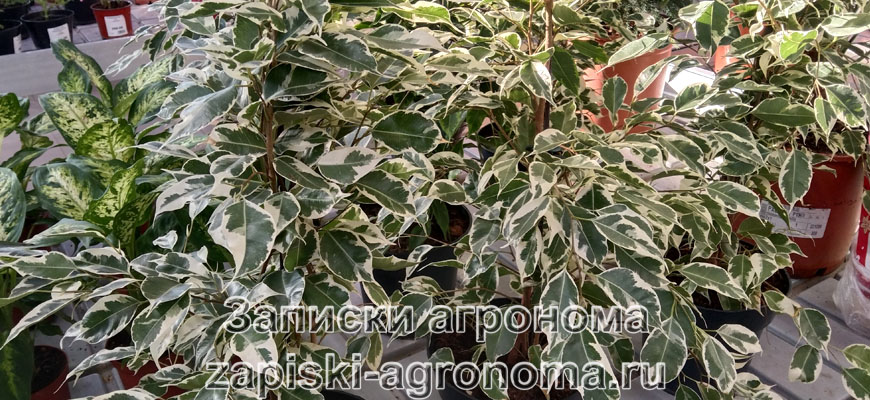 Фикус Бенджамина с пёстрыми листьями