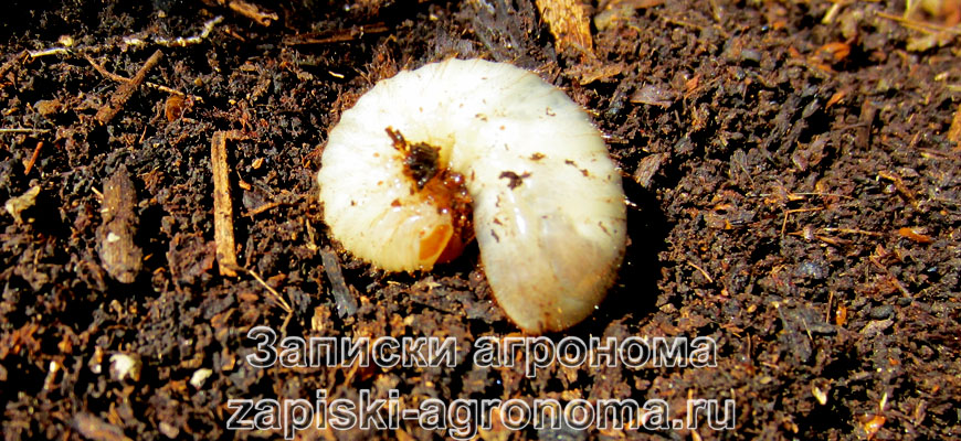 Вредители огородных культур и меры борьбы с ними - личинка майского жука