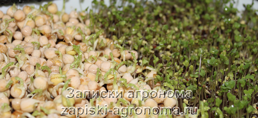 Микрозелень гороха и капусты брокколи на джутовом коврике