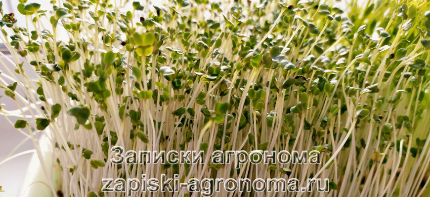 Выросшая микрозелень капусты брокколи