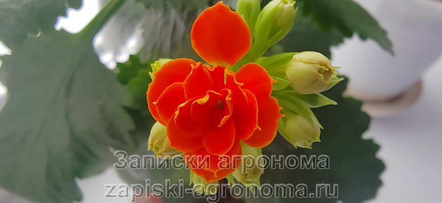 Каланхоэ Блоссфельда - Многолетнее травянистое суккулентное цветковое растение